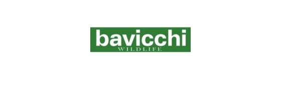 Bavicchi